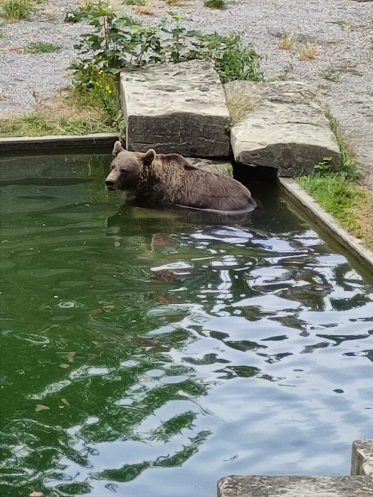 Ours de Berne, dans la fosse