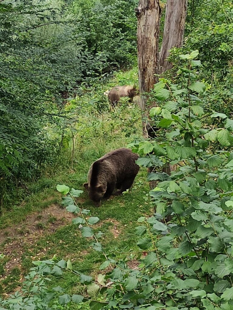 Ours de Berne, au milieu des buissons