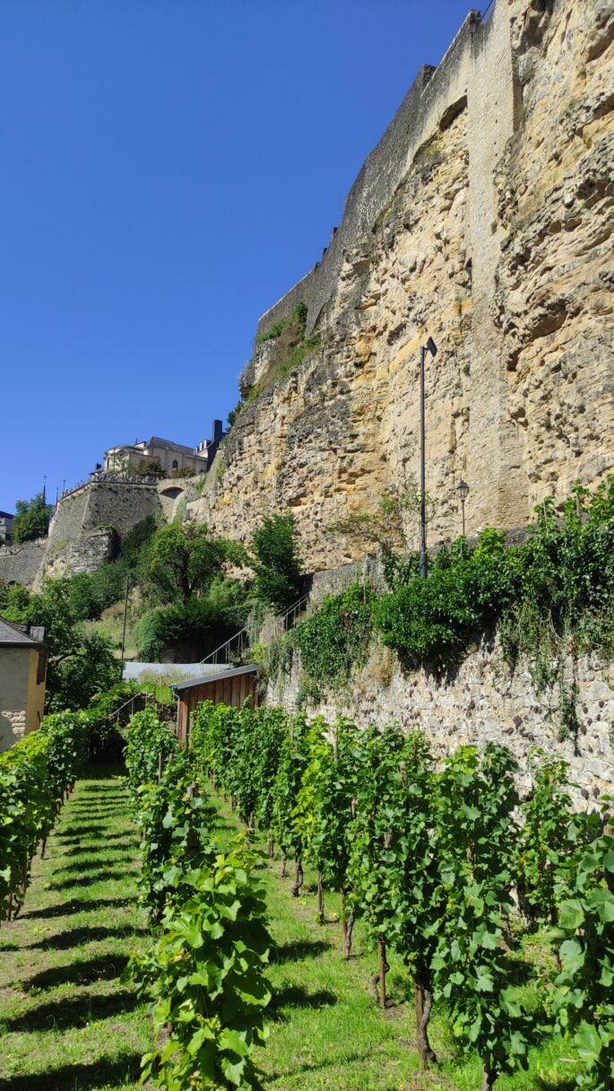 Vignes au pied des rempart du Bock