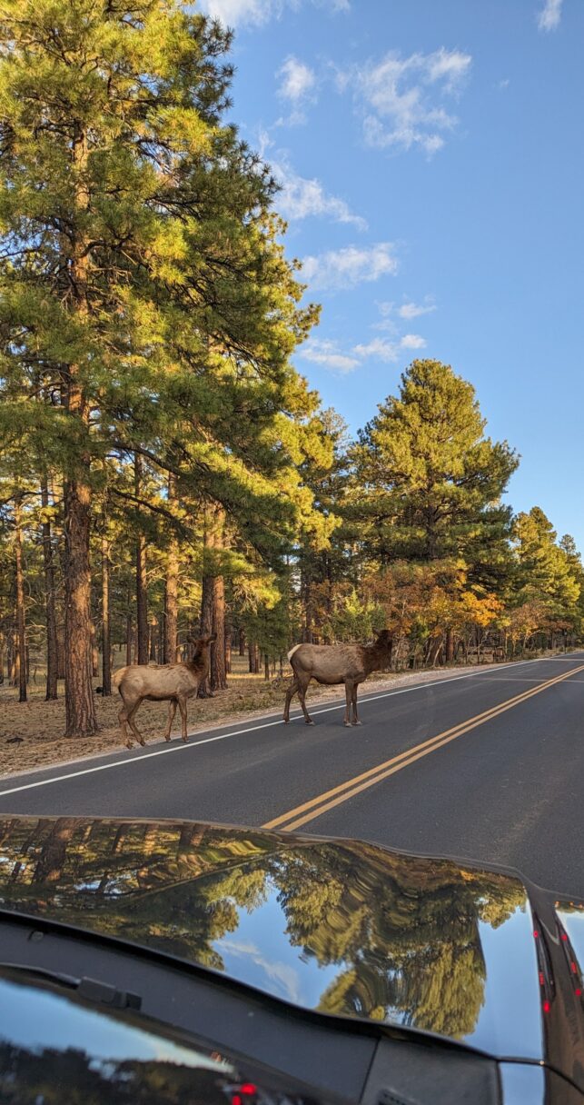 Deux wapitis qui traversent Desert View Drive