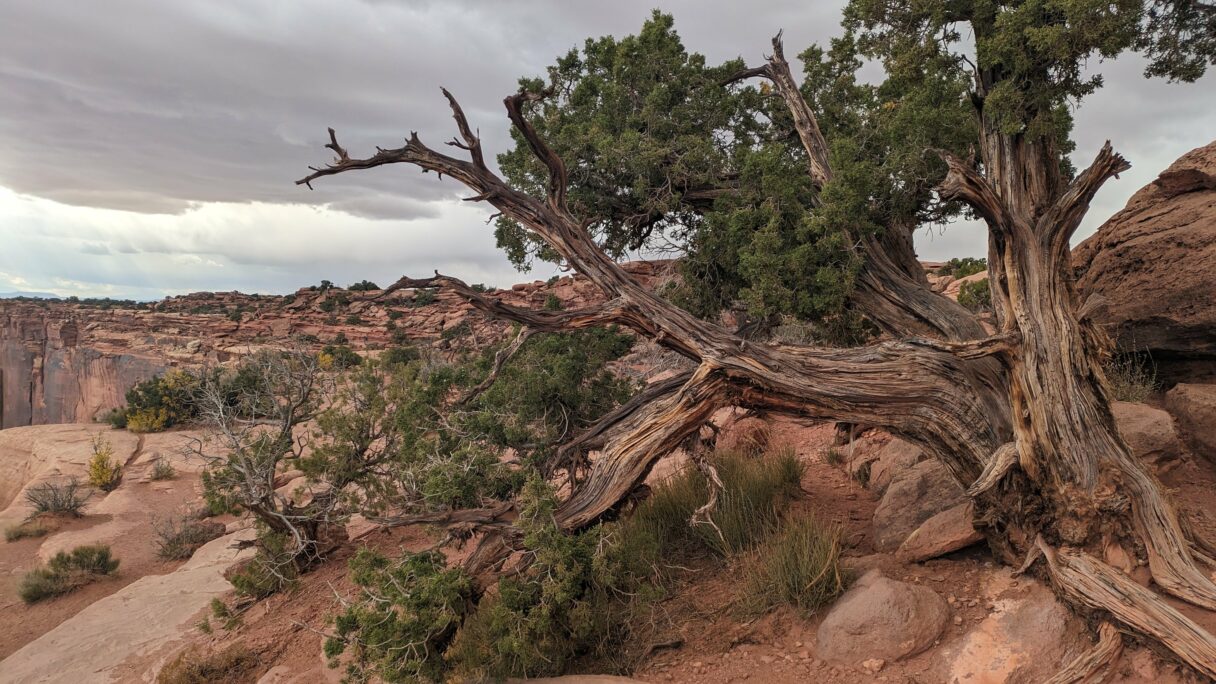 Un arbre sur le sentier de Grand View Point Overlook