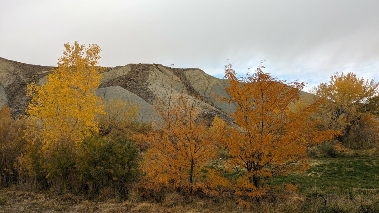 Arbres de l'Utah avec leurs couleurs d'automne