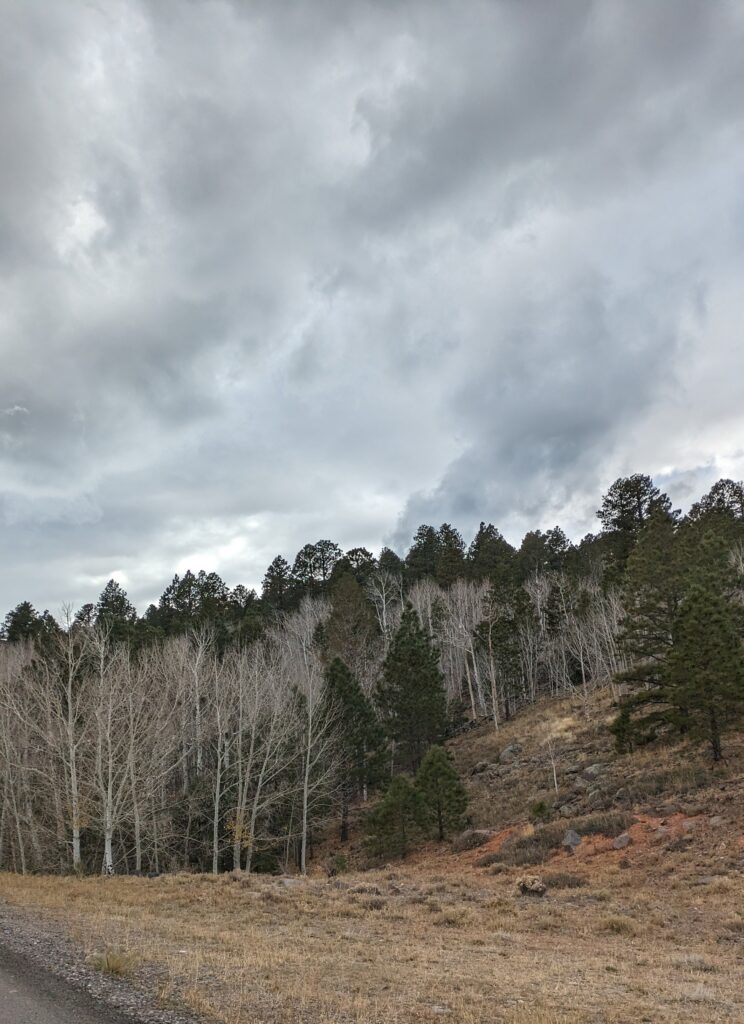 Des arbres verts et des arbres blancs sur la route