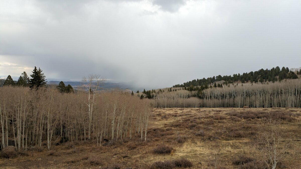 Une forêt d'arbres tout blancs sur la montagne