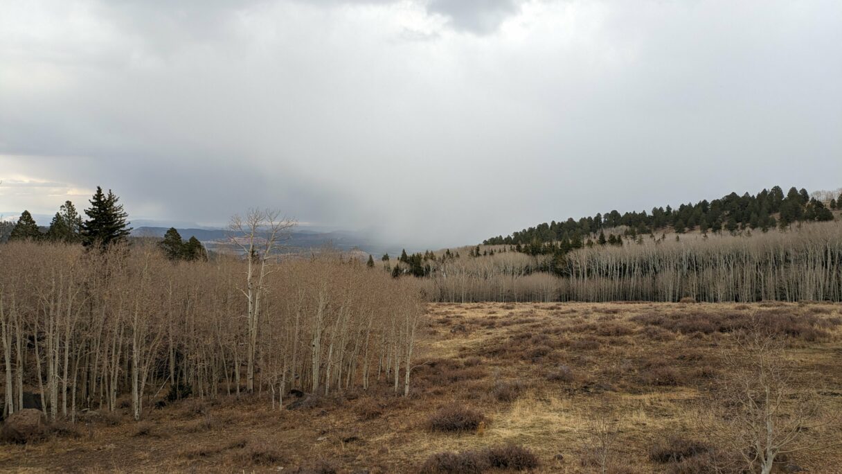 Un forêt d'arbres tout blancs sur la montagne