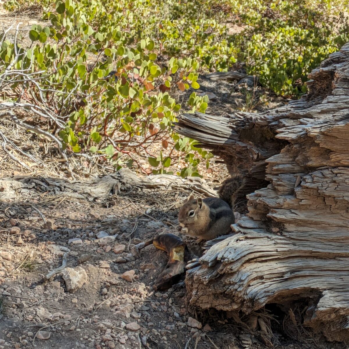 Chipmunk mangeant les restes d'une banane