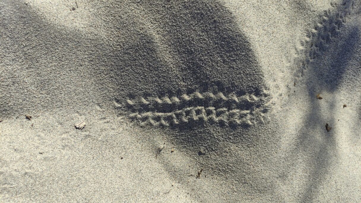 Une empreinte d'animal dans le sable