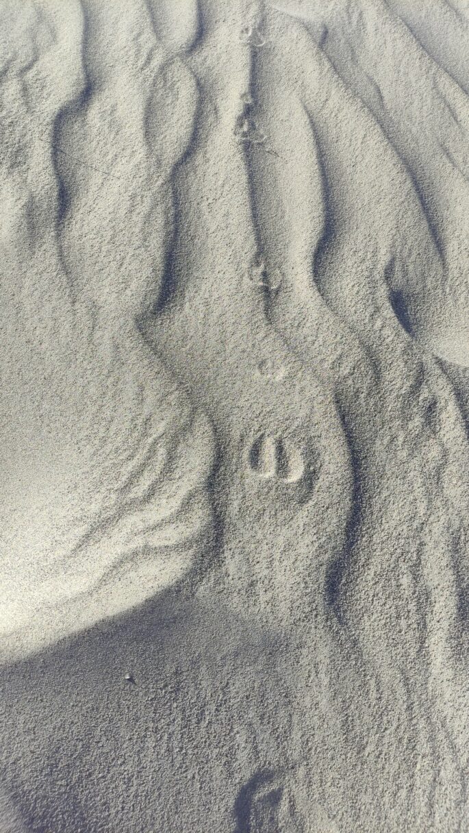 Une empreinte d'animal (une chèvre ?) dans le sable