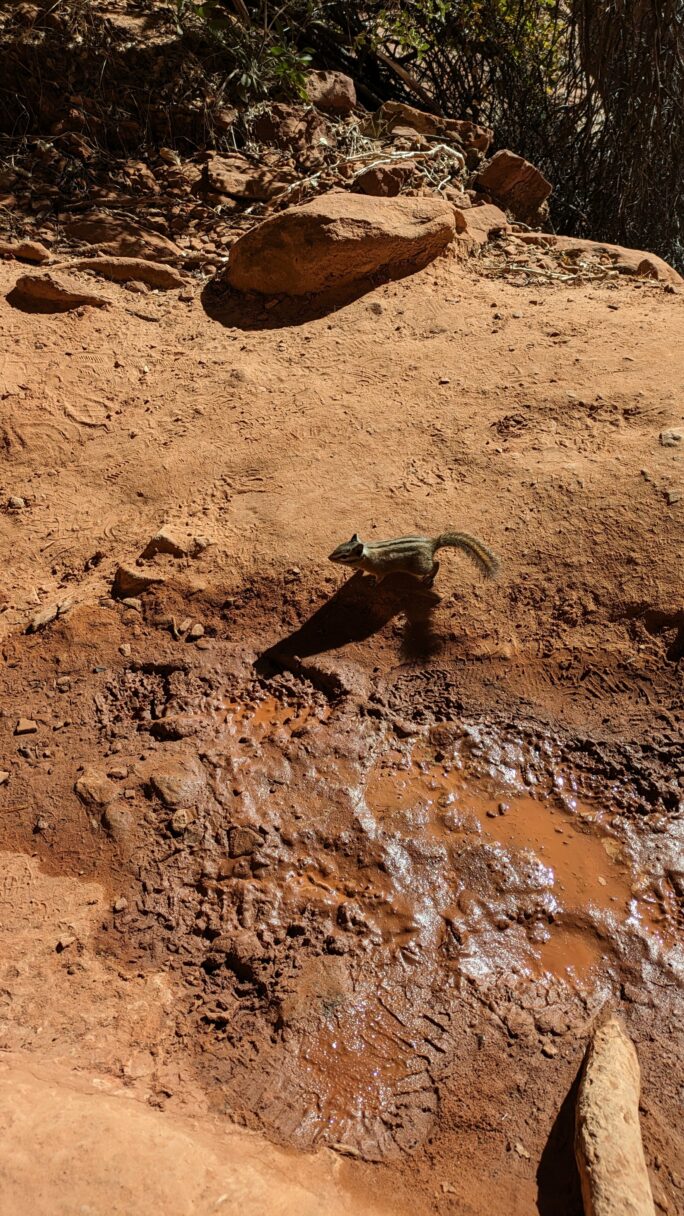 Un écureuil sur le sentier, à Zion