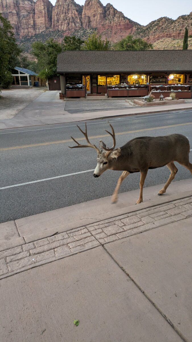 Un cerf dans les rues de Springdale