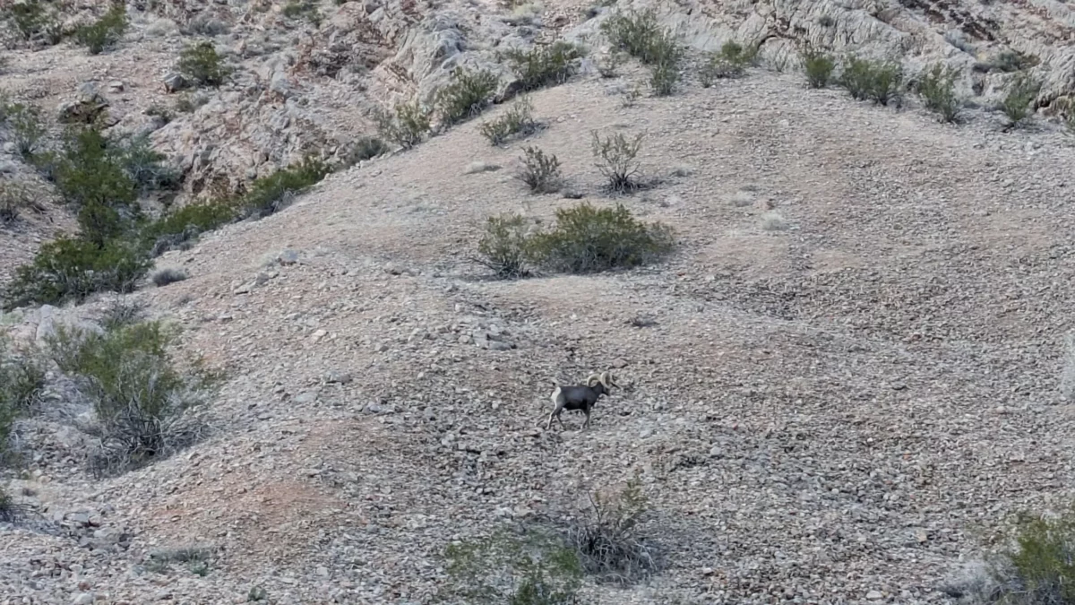Un Bighorn Sheep dans les roches de Valley of Fire