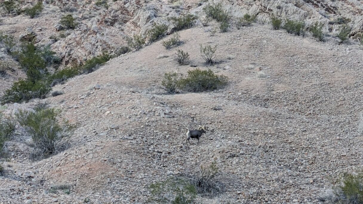 Un Bighorn Sheep dans les roches de Valley of Fire