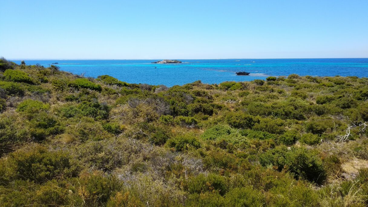 Au premier plan la végétation du bush de Rottnest, et l'océan Indien au second plan.