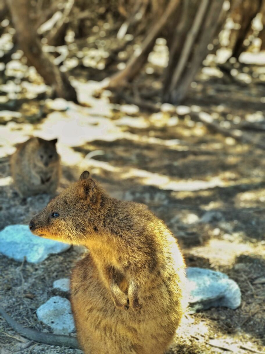 Un Quokka qui tourne la tête