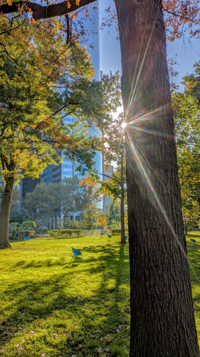 Un arbre de Battery Park, avec un building en arrière plan