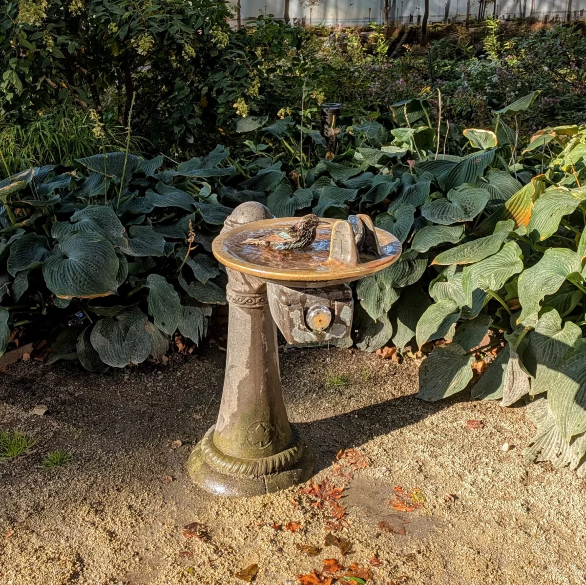 Un oiseau est debout dans une fontaine de Battery Park