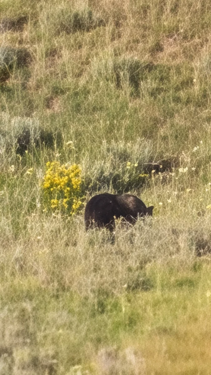 Ours noir à Hayden Valley