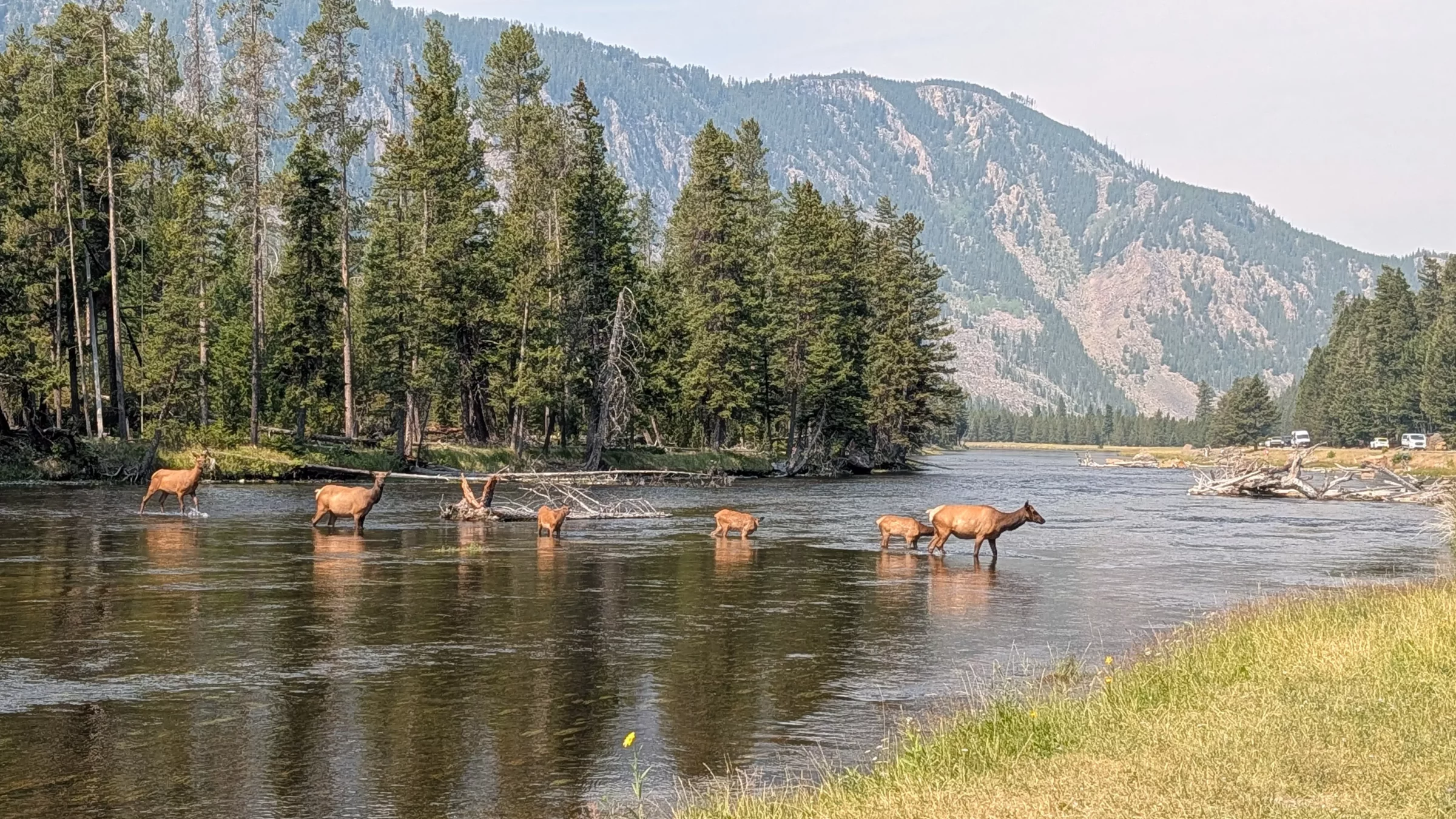 Wapitis à Yellowstone