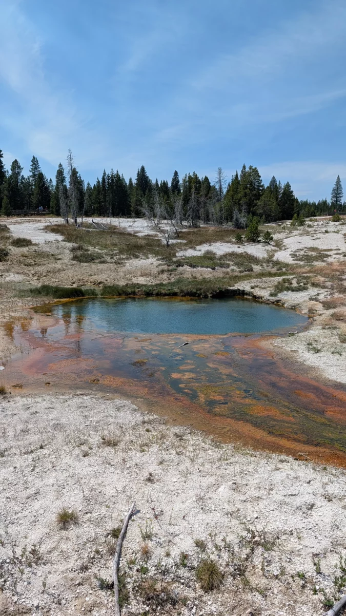 Geyser de West Thumb Area