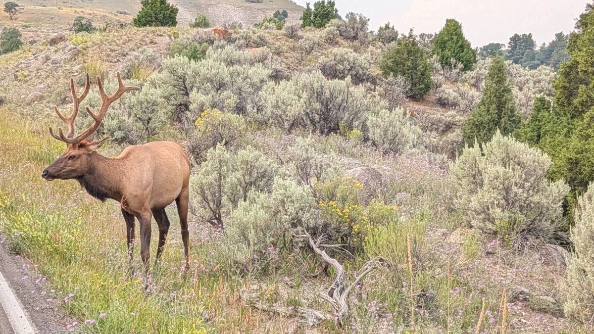 Un cerf juste au bord de la route