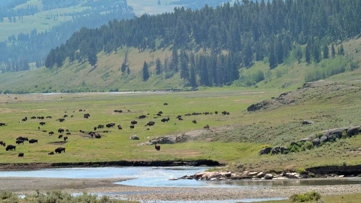 Troupeaux de bisons au bord de la Lamar River