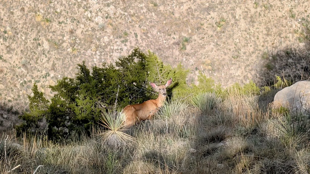 Mule Deer au milieu des buissons de Scotts Bluff