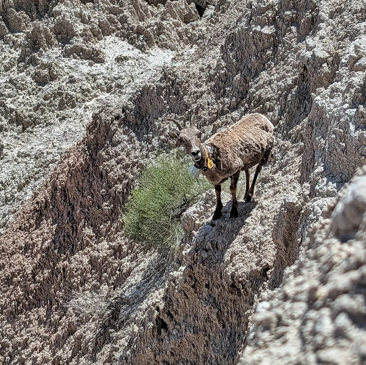 Bighorn sheep des Badlands