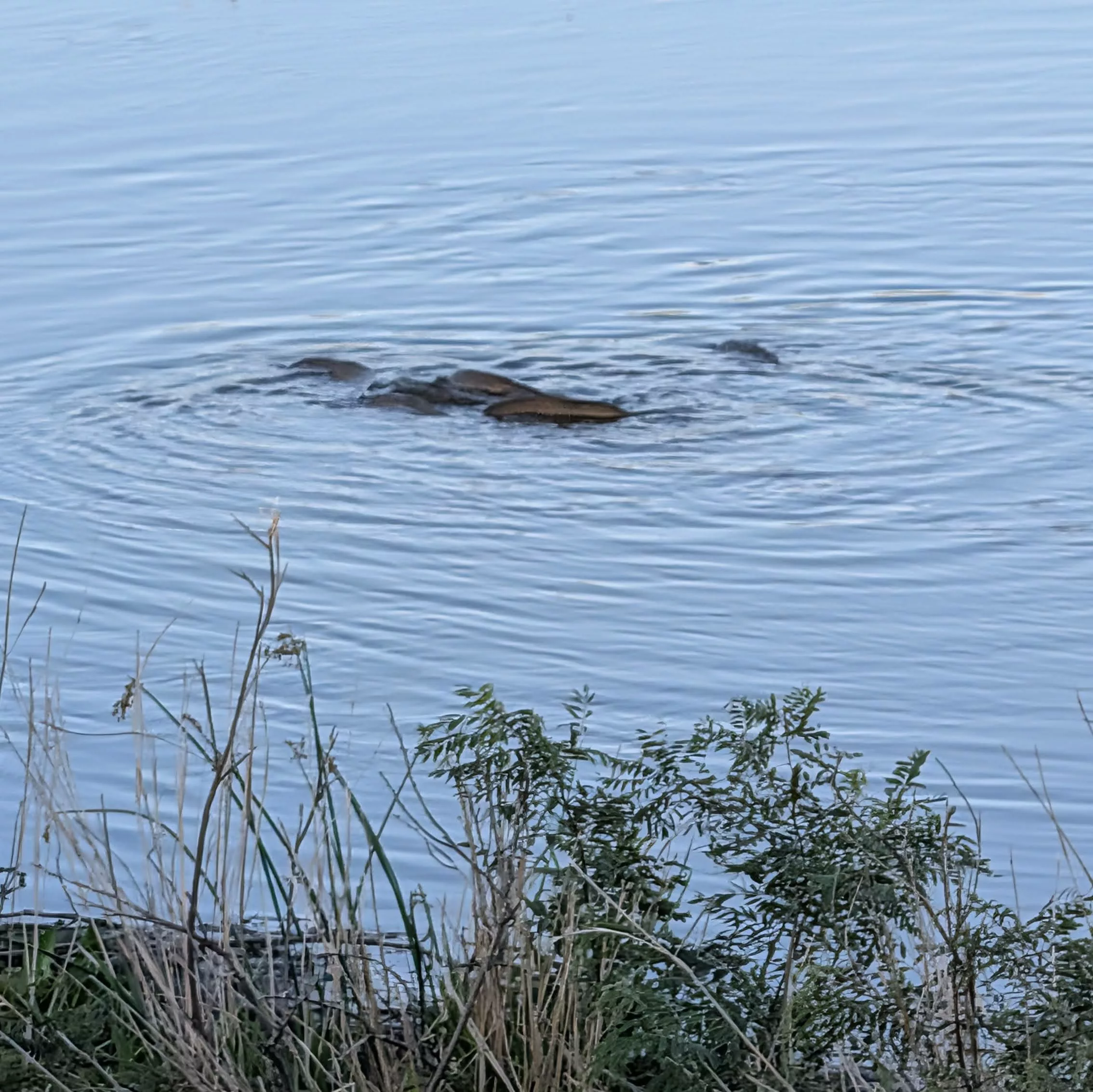 On aperçoit le dos de plusieurs poissons qui s'agitent dans la rivière