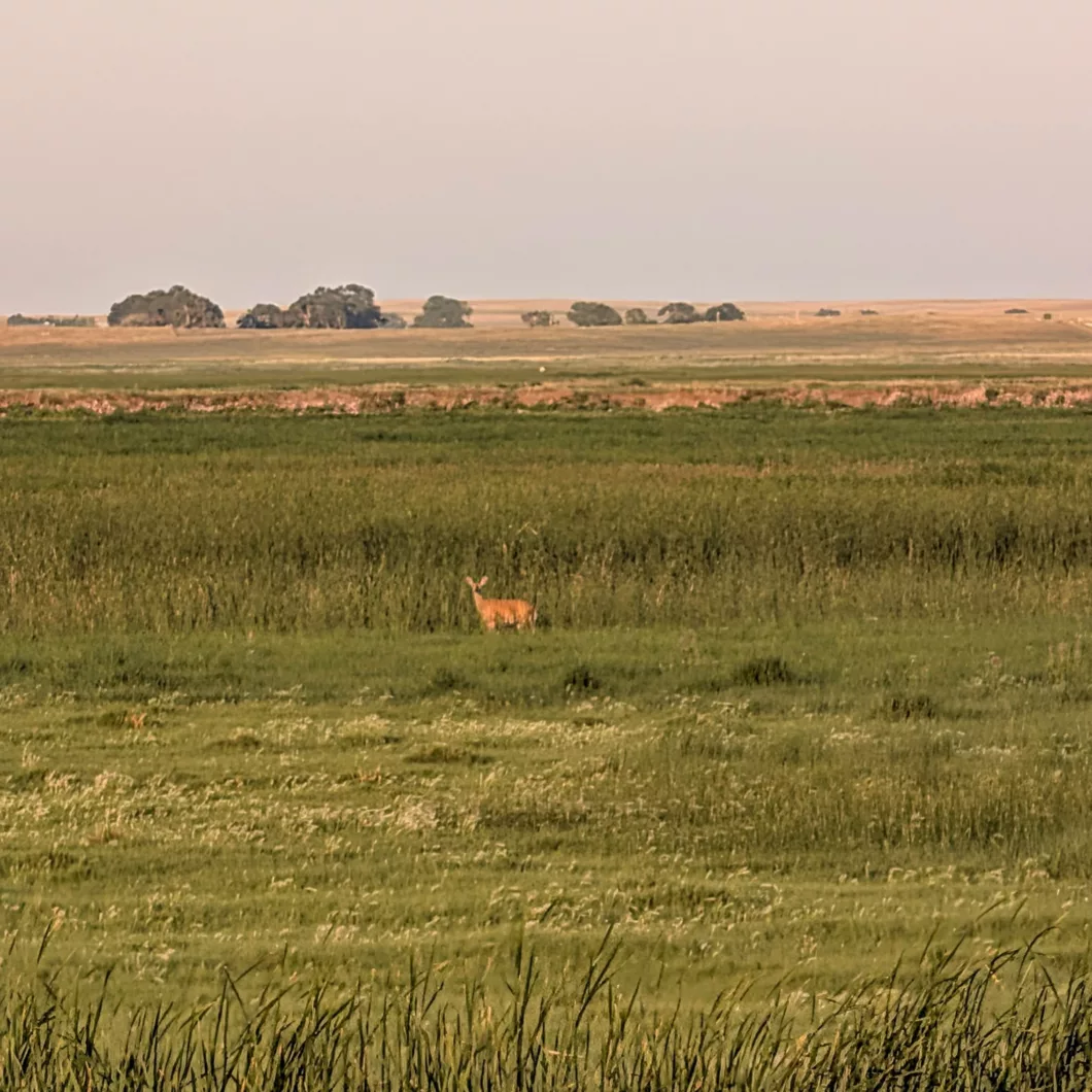 Cerf dans les plaines