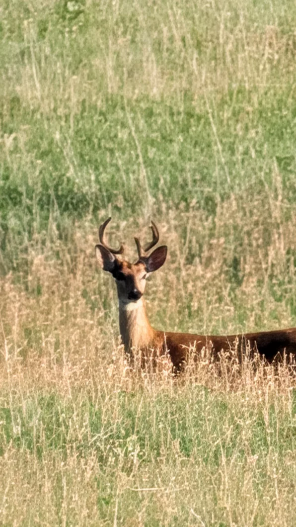 Cerf de Virginie au milieu des herbes
