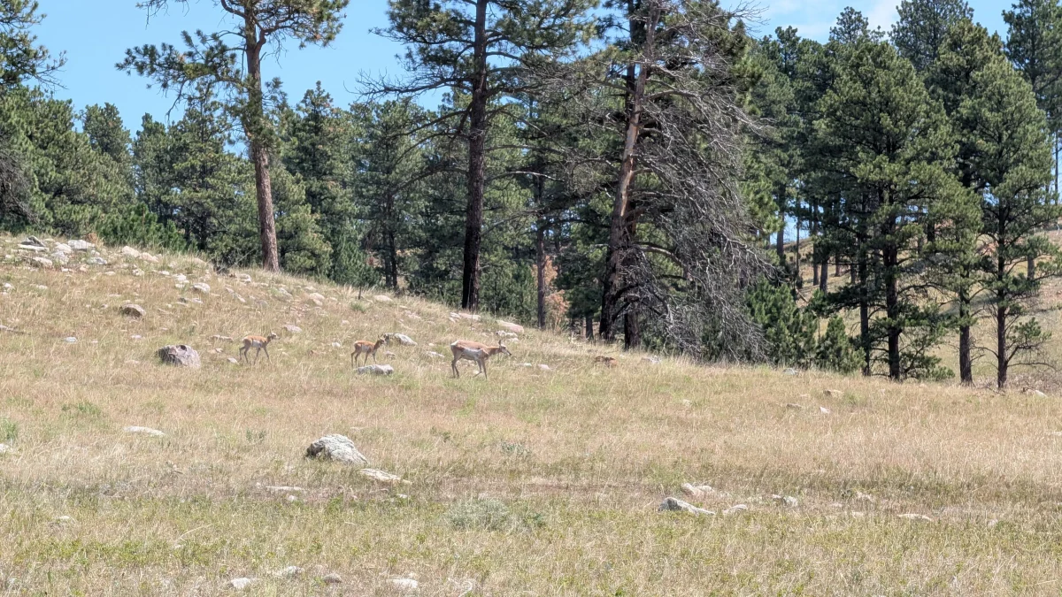 Antilopes d'Amérique