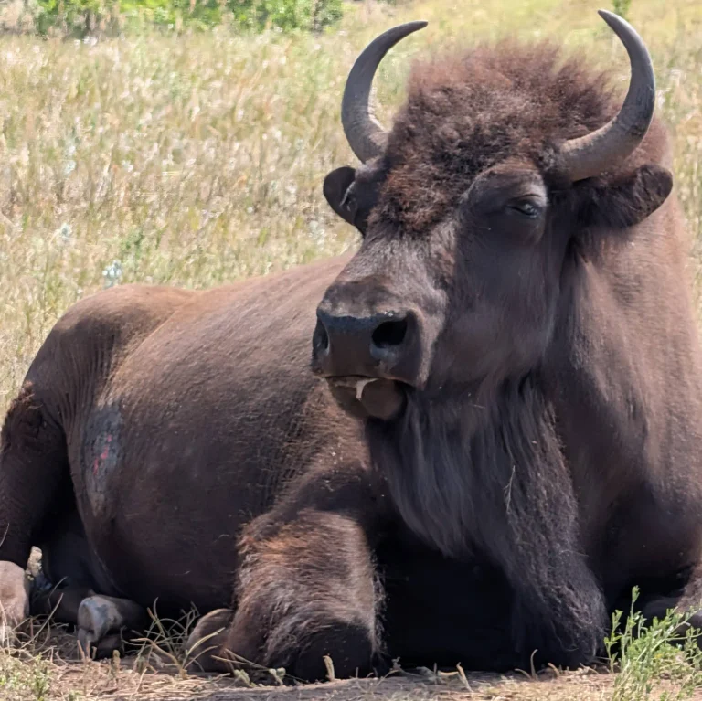 Bison allongé