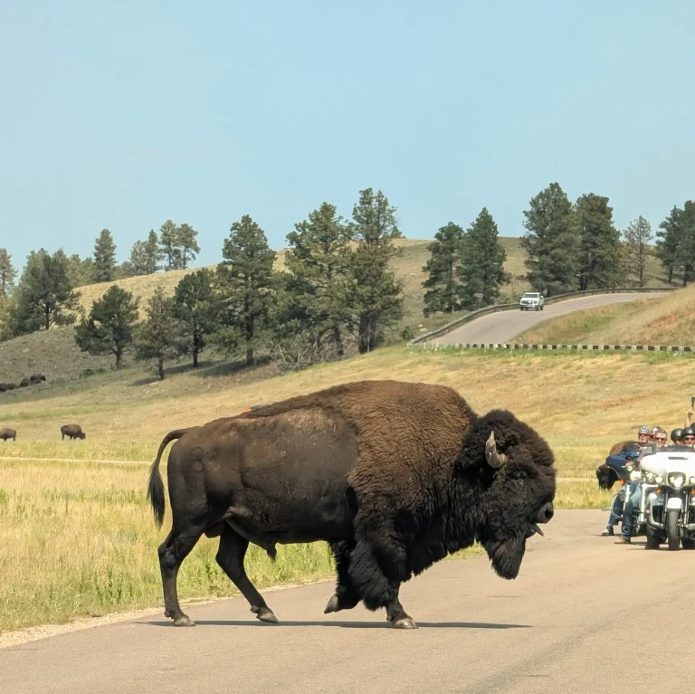 Bison traversant la route