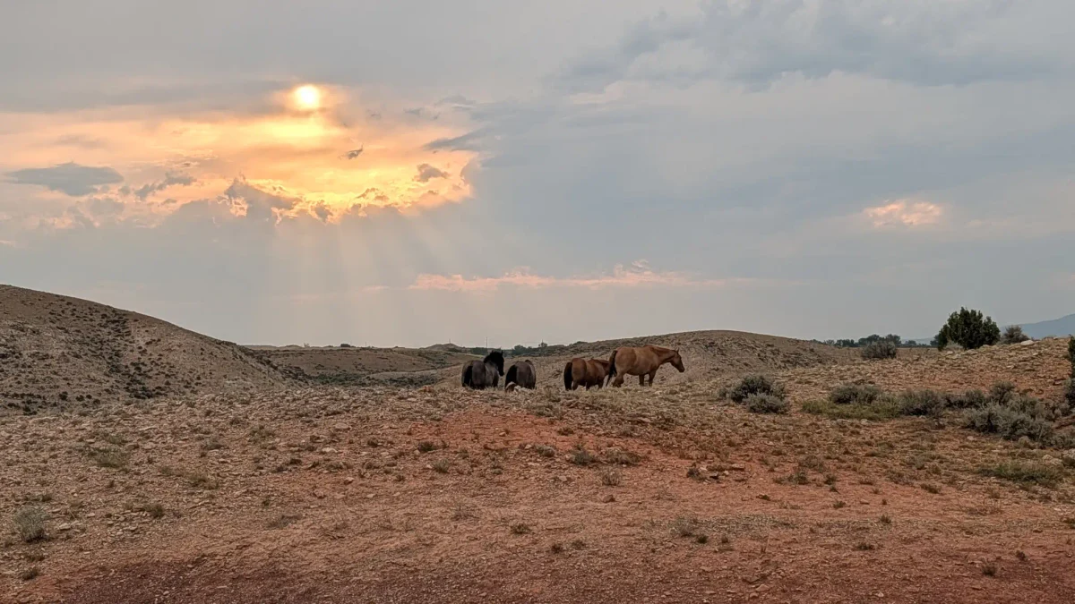 Chevaux sauvages devant le coucher du soleil