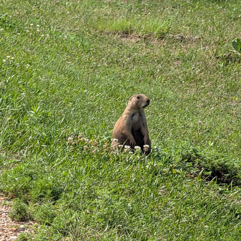Chien de prairie