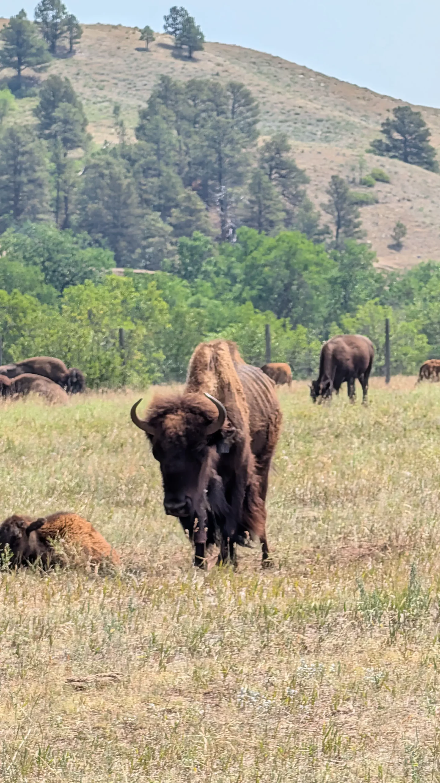 Bison de Custer State Park