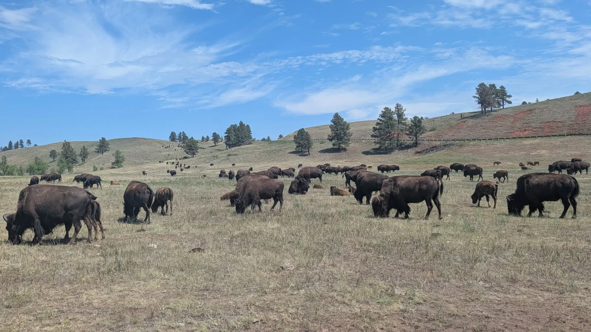 Troupeau de bisons à Custer State Park